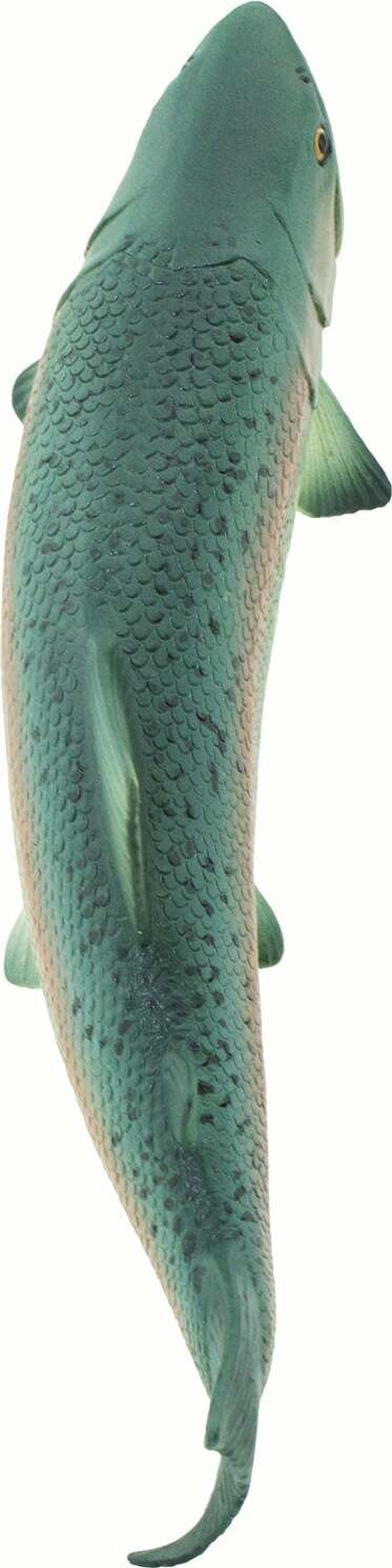Salmon Toy