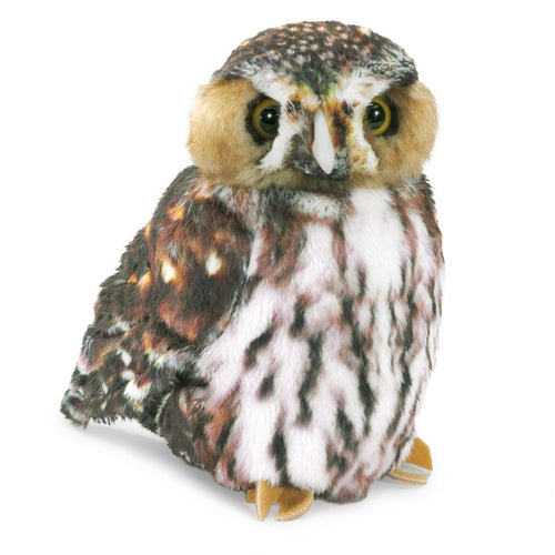 Pygmy Owl