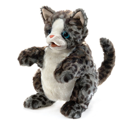 Wildcat Kitten